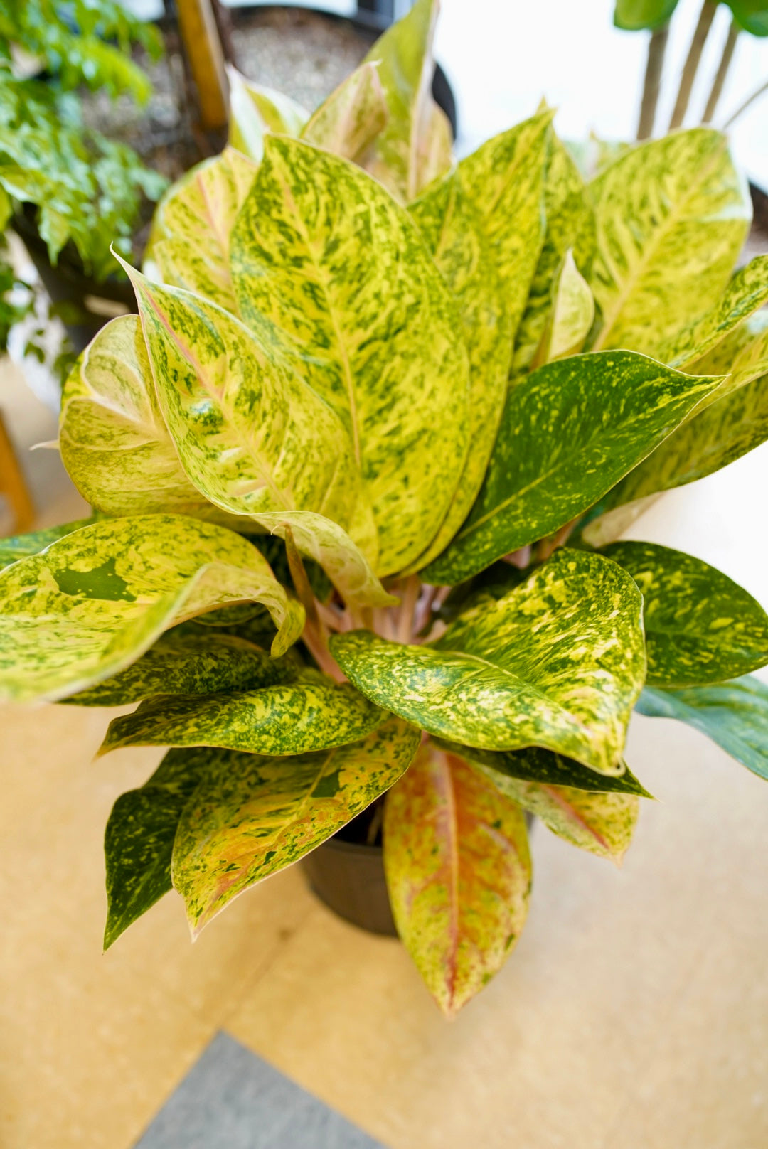 Aglaonema Dizzy Diamond