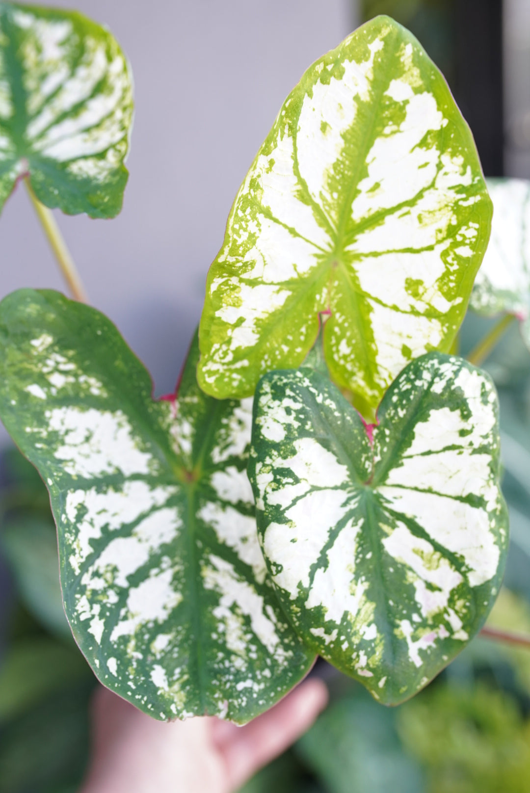 Caladium Monument 'white'