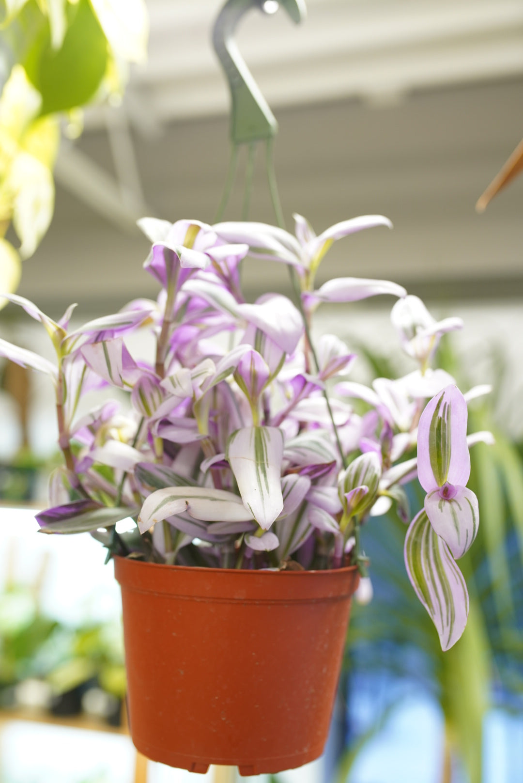 tradescantia nanouk hanging plant Tradescantia 'Bubblegum' – Ruby Flora Plant Shop
