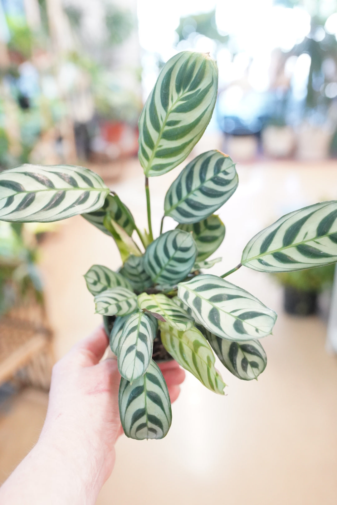 Ctenanthe/Calathea Setosa