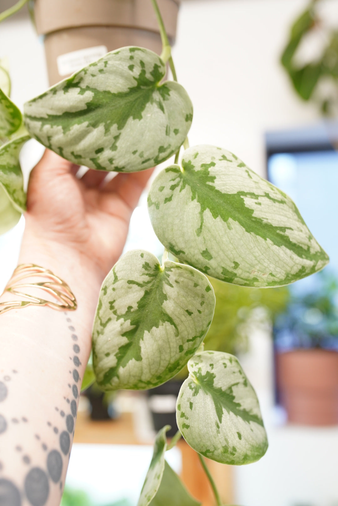 Scindapsus pictus 'sparkling borneo'
