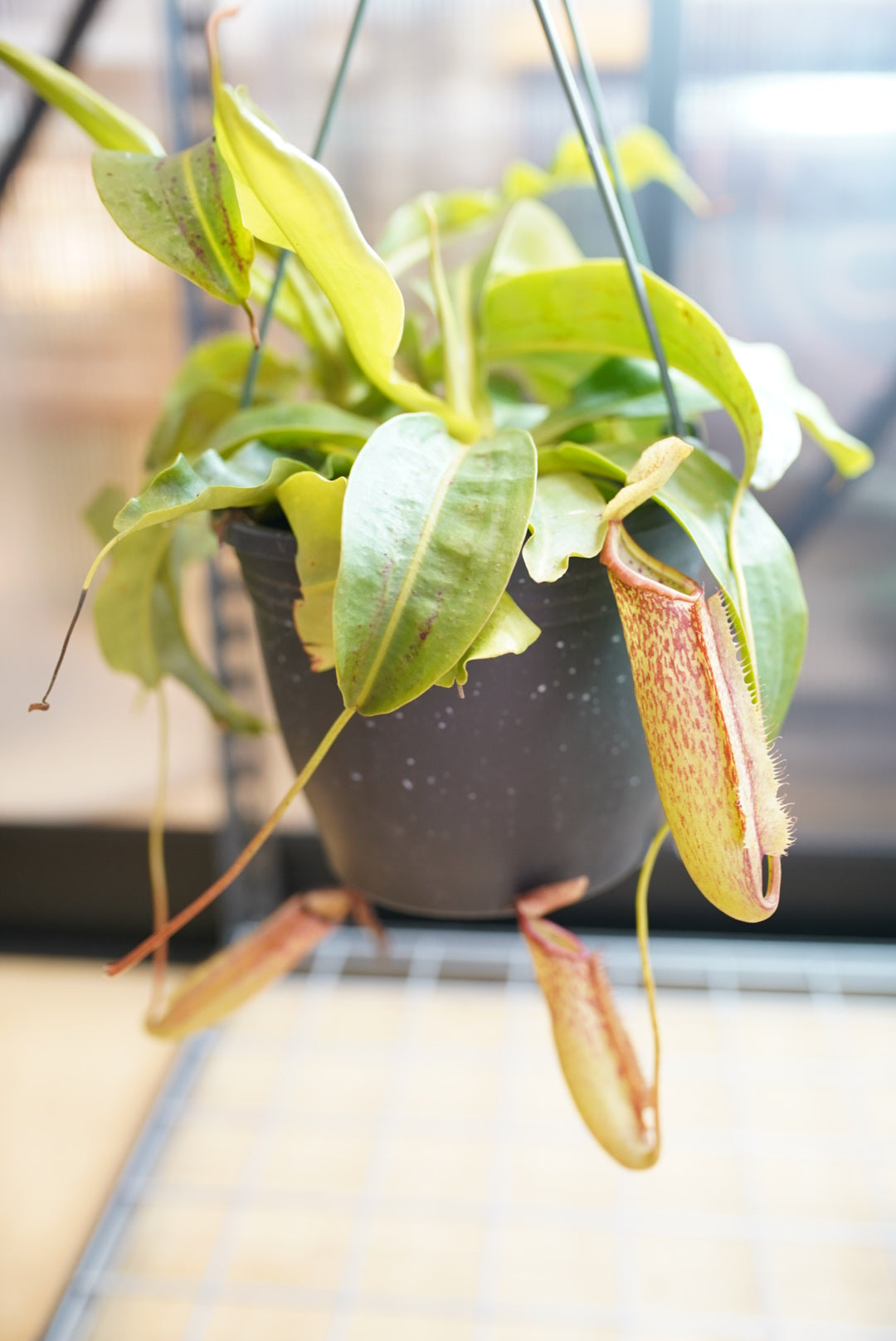 Nepenthes Miranda