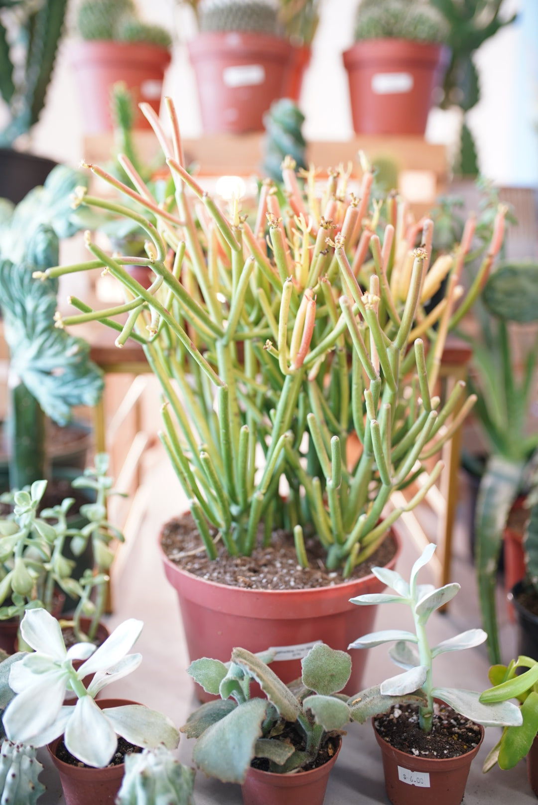 green sticks succulent Euphorbia tirucalli 'Fire Sticks' – Ruby Flora Plant Shop