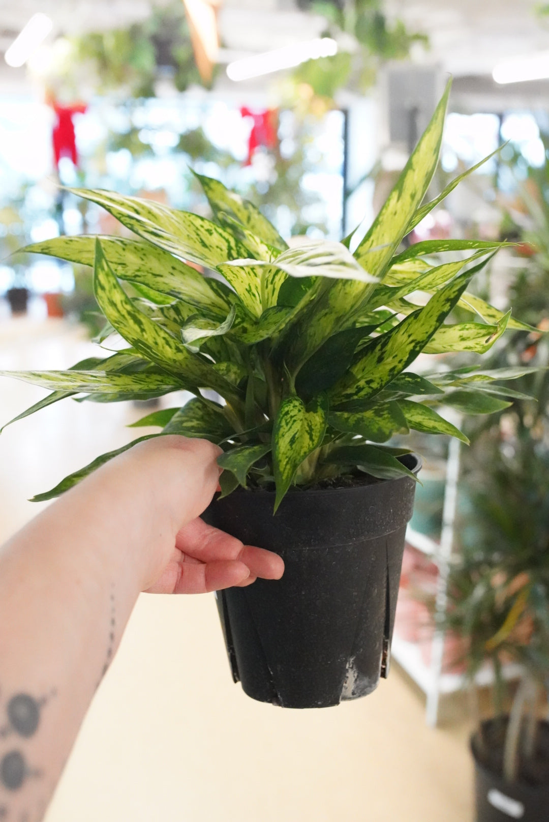 Dieffenbachia 'Starbright'