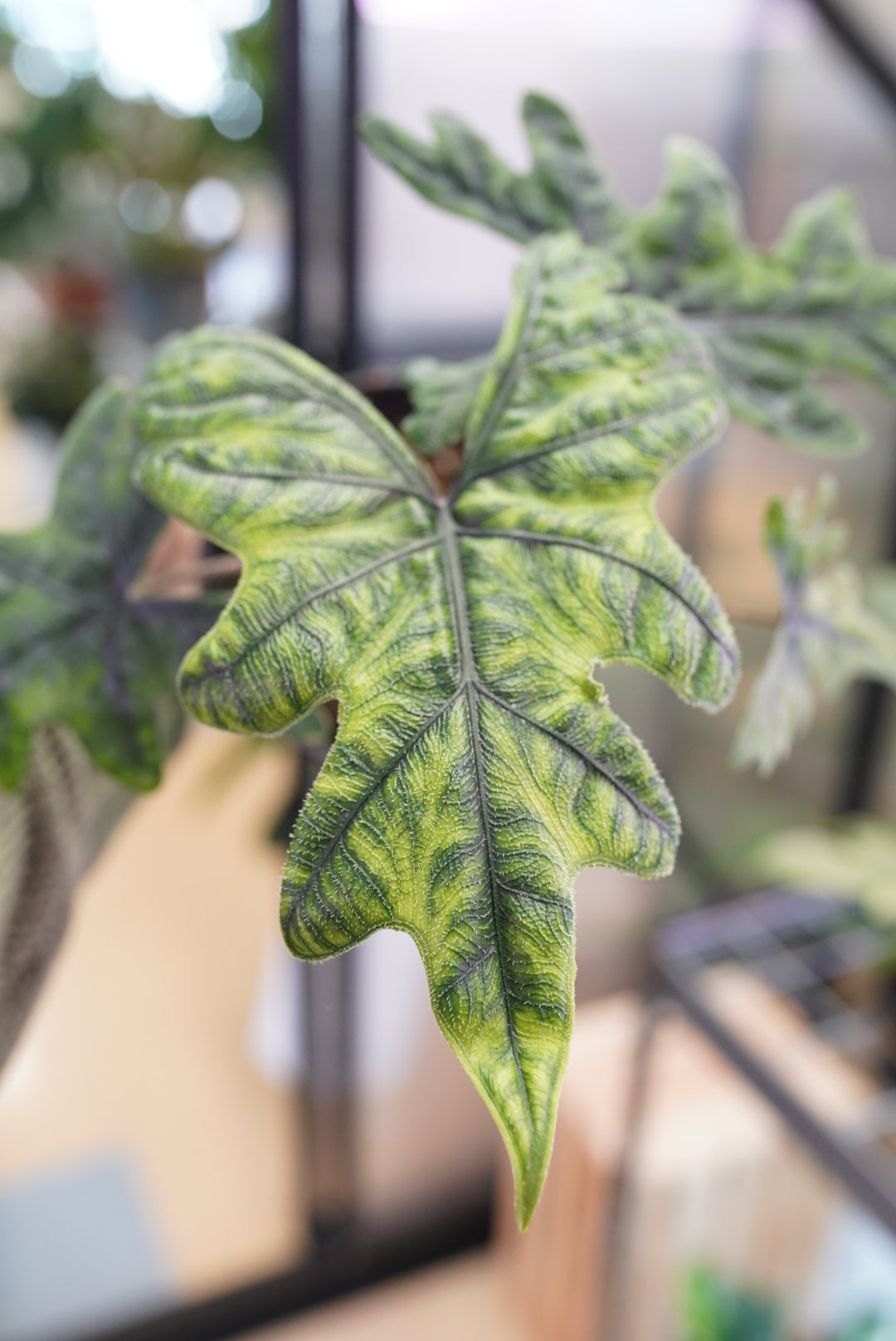 Alocasia Jacklyn
