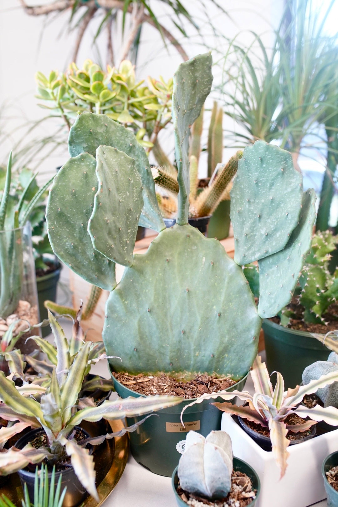 Opuntia gomie 'Old Mexico'-Prickly Pear Cactus