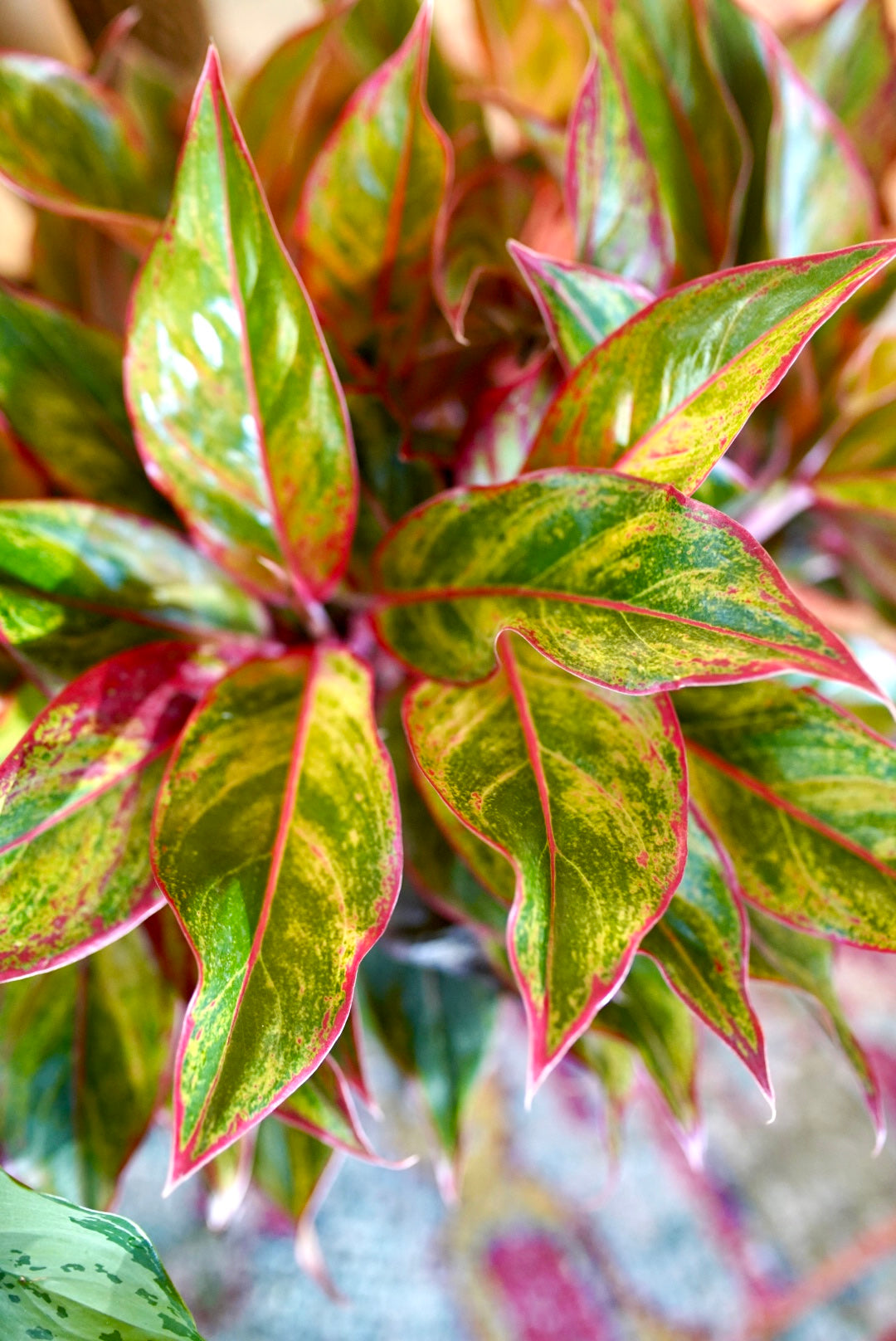 Aglaonema Siam (Red) | Chinese Evergreen