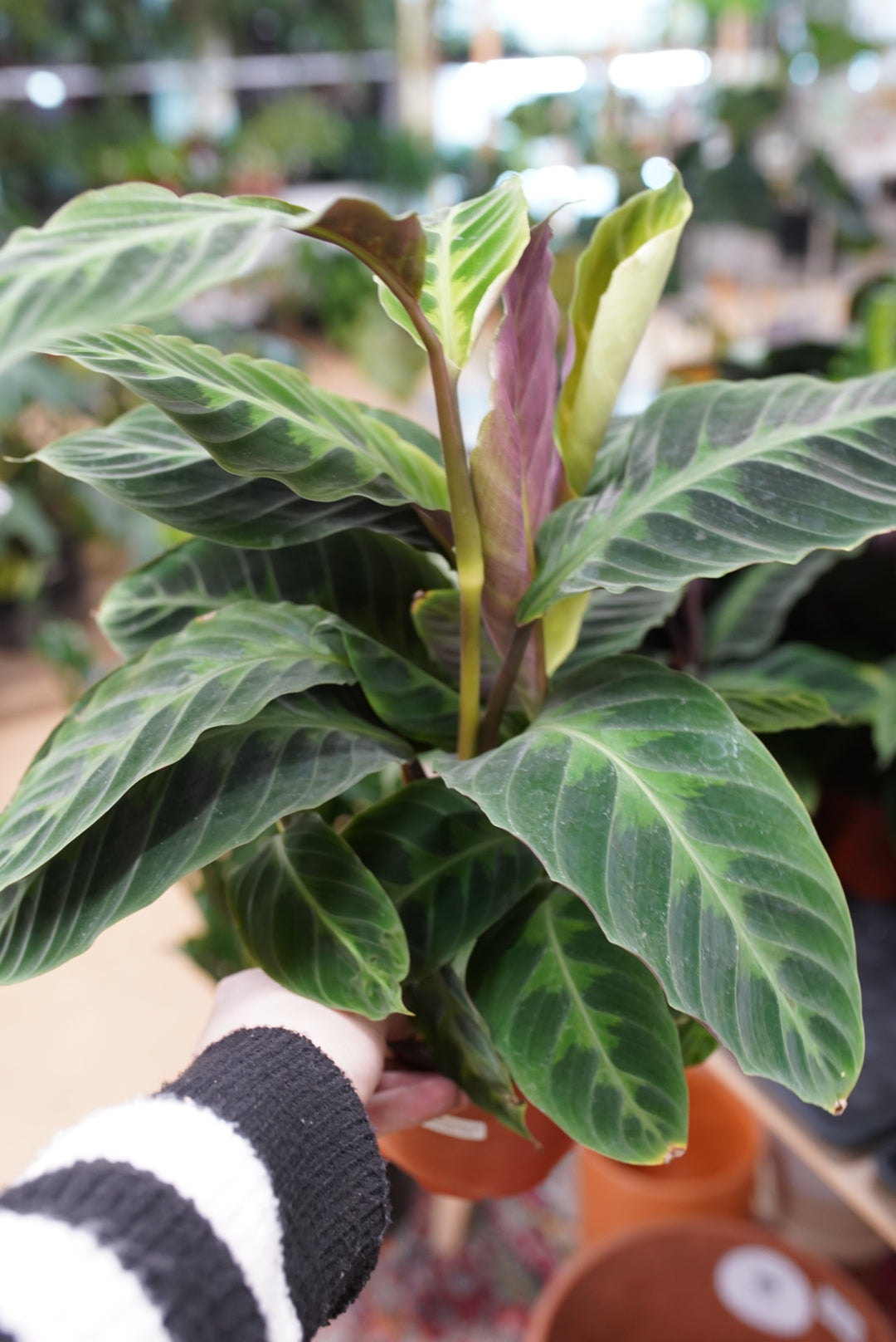 Calathea Warscewiczii 'Jungle Velvet'