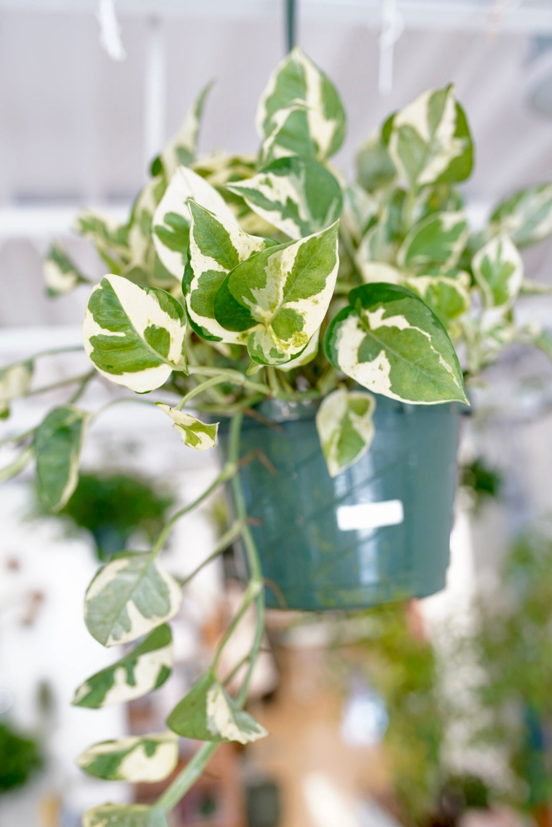 jade pothos houseplant Epipremnum Pothos 'Pearls and Jade'