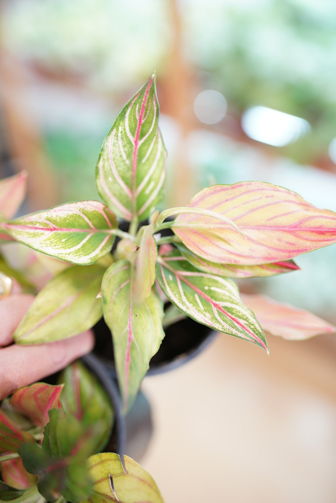 Aglaonema 'Red Vein'