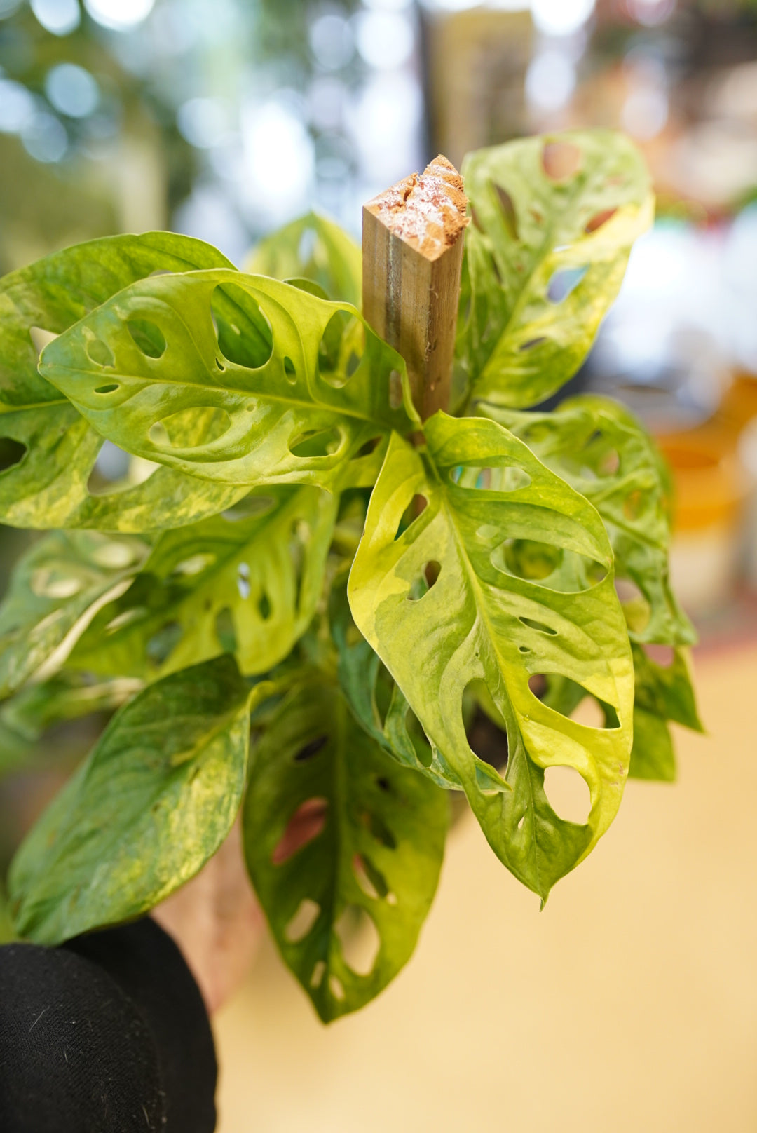 Variegated Monstera Adansonii-Reverted