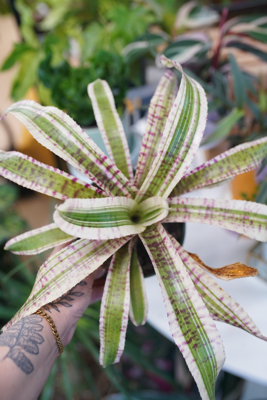 Bromeliad Neoregelia 'Hypnotic'