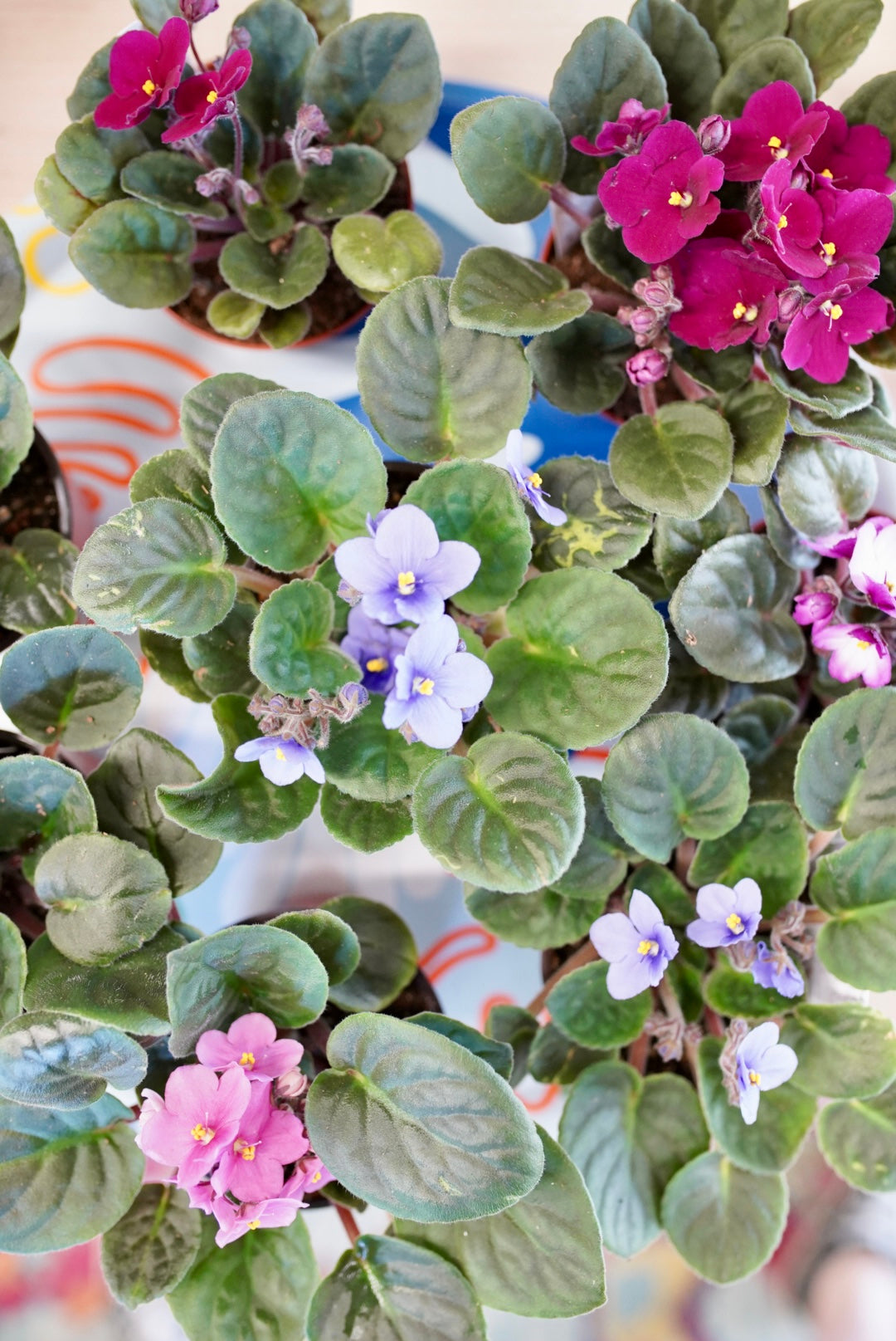 African Violet