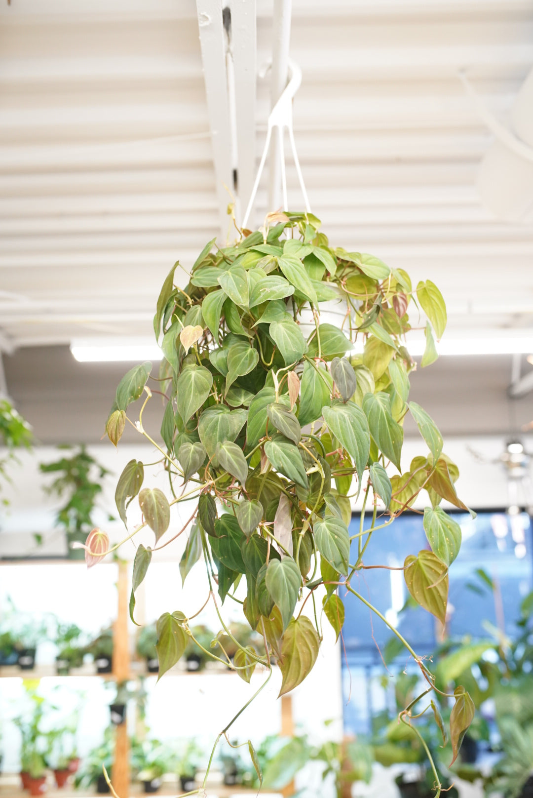 Philodendron Micans