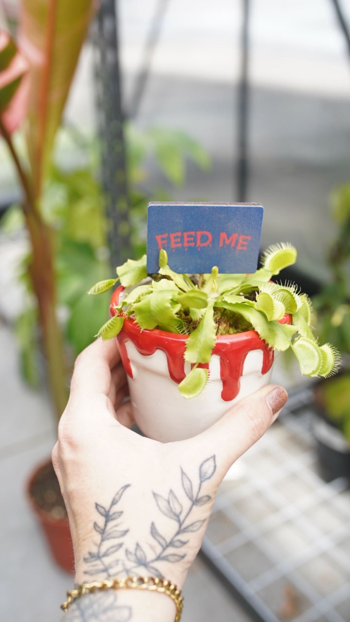 Feed Me Seymour!! Plant and Pot combo!