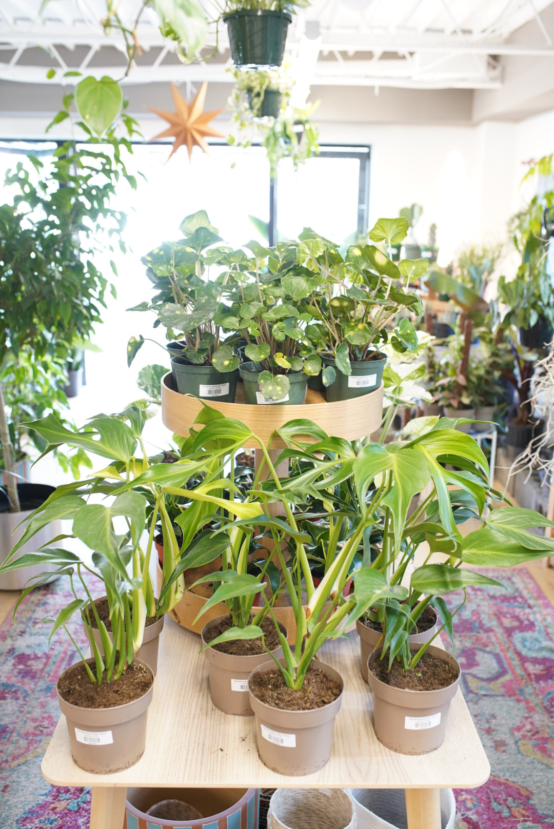 Monstera Burle Marx 'flame'