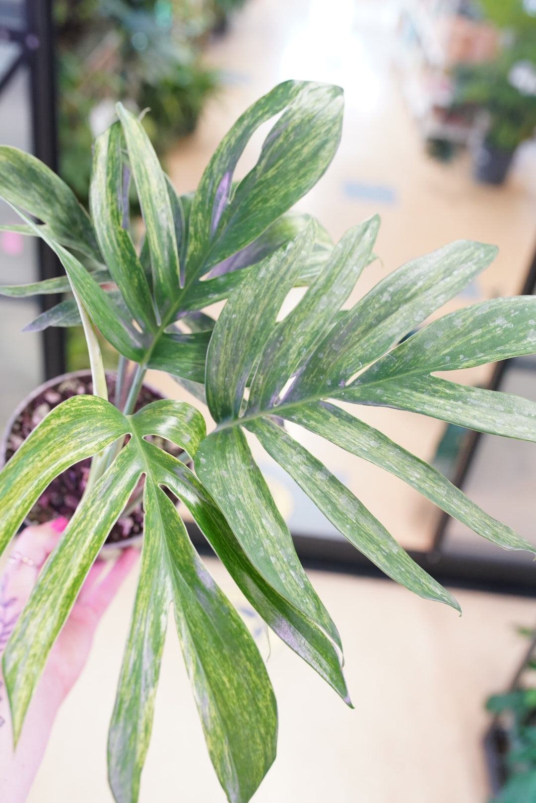 philodendron rhaphidophora decursiva Rhaphidophora Decursiva Variegated
