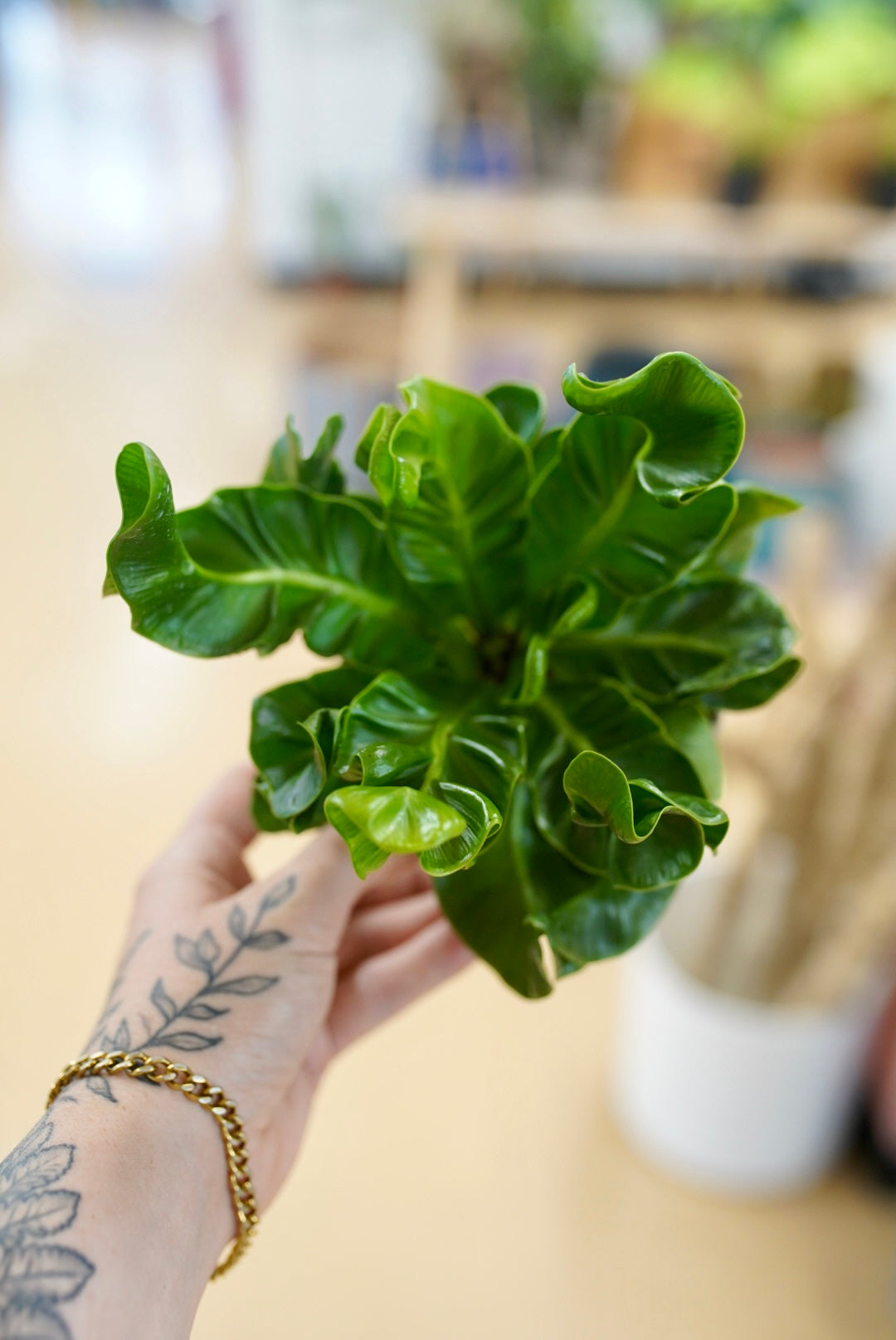 Asplenium musifolium 'Cobra Fern'
