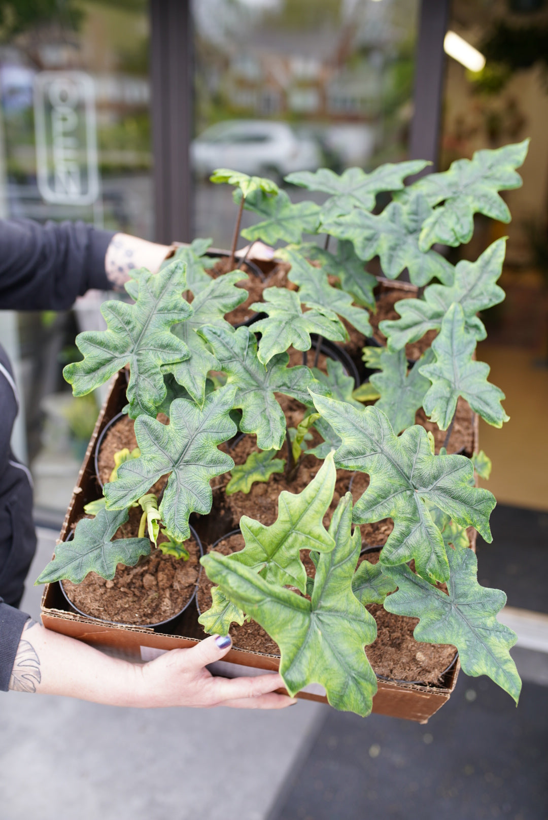 Alocasia Jacklyn