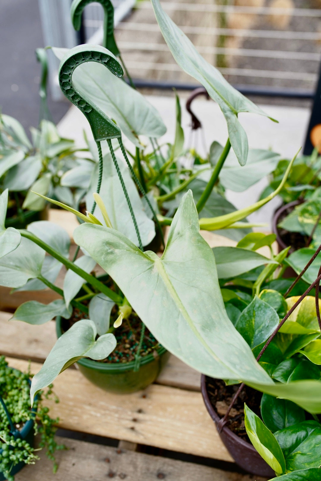 Philodendron Silver Sword