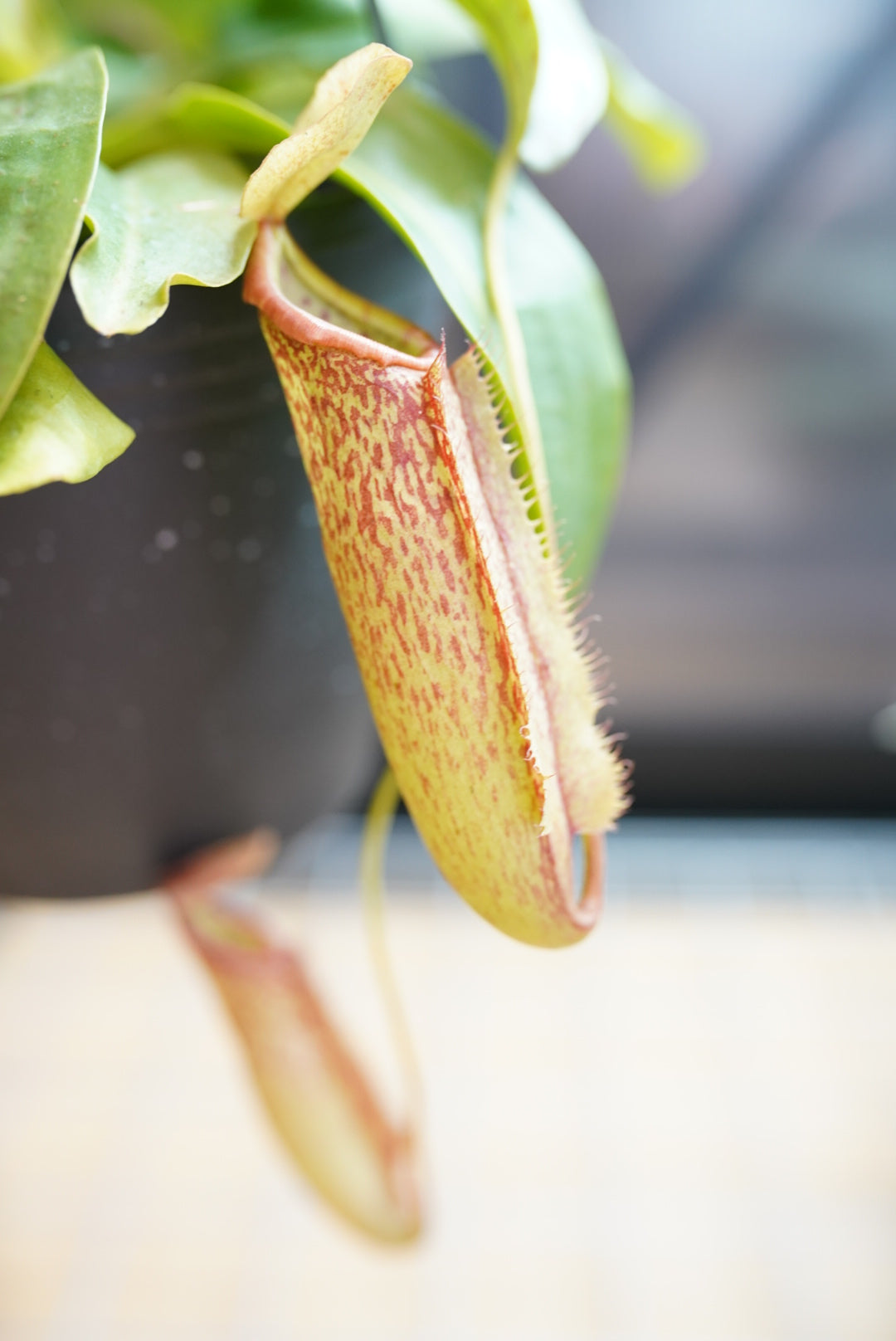 Nepenthes Miranda