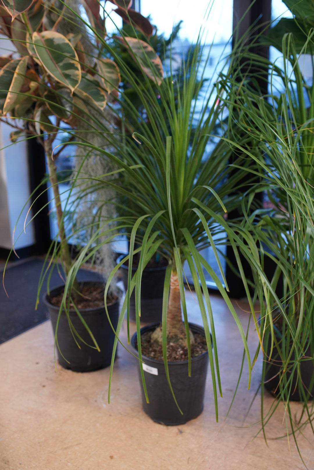 Ponytail Palm | Fun Easy Indoor Houseplant