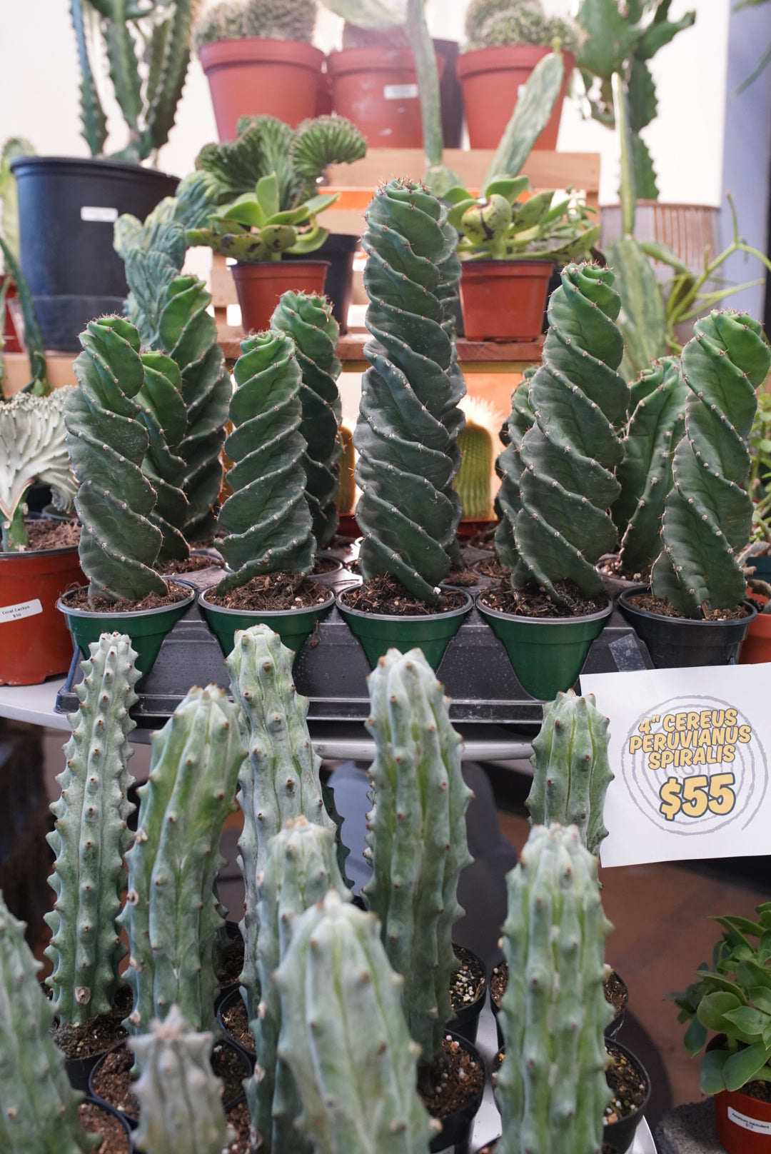 Cereus forbesii 'spiralis'