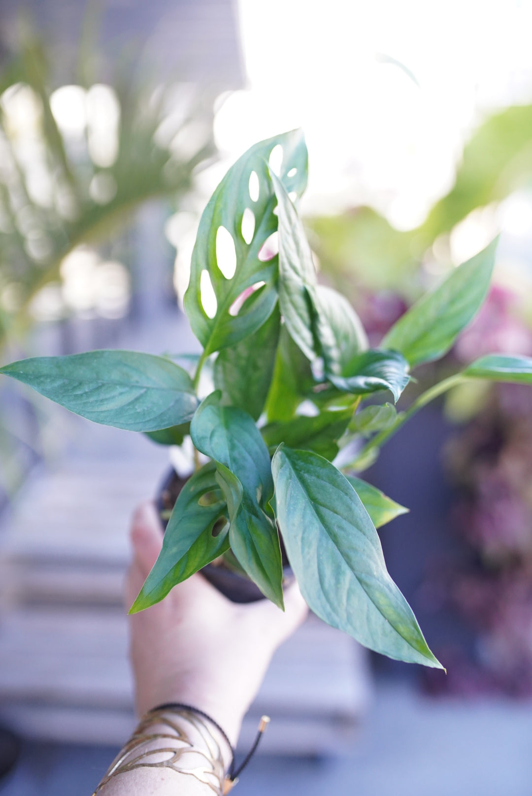 monstera adansonii buy Monstera Adansonii (Swiss Cheese)