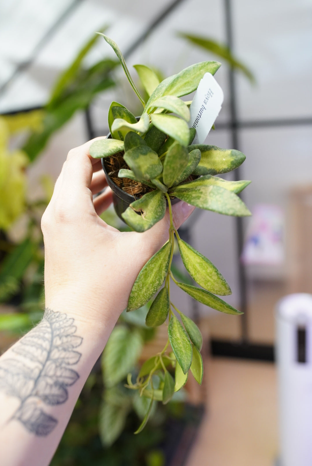 Hoya Burtoniae-Variegated