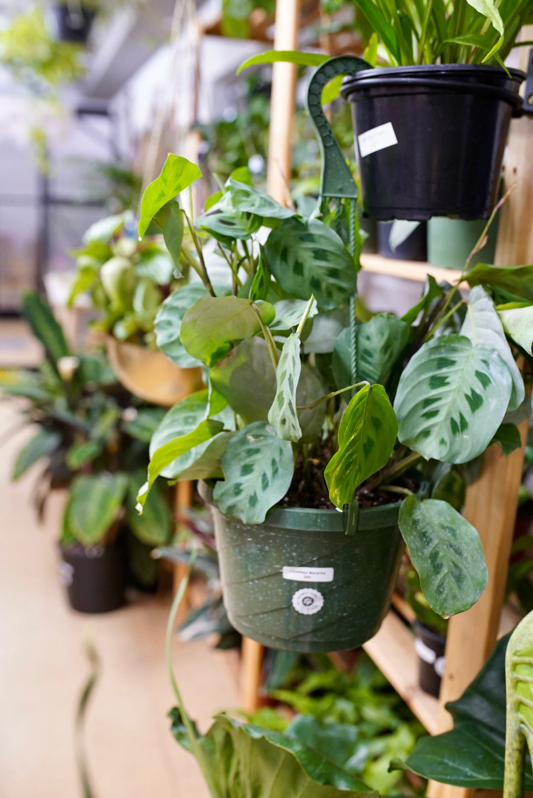 Green Maranta “Prayer Plant"