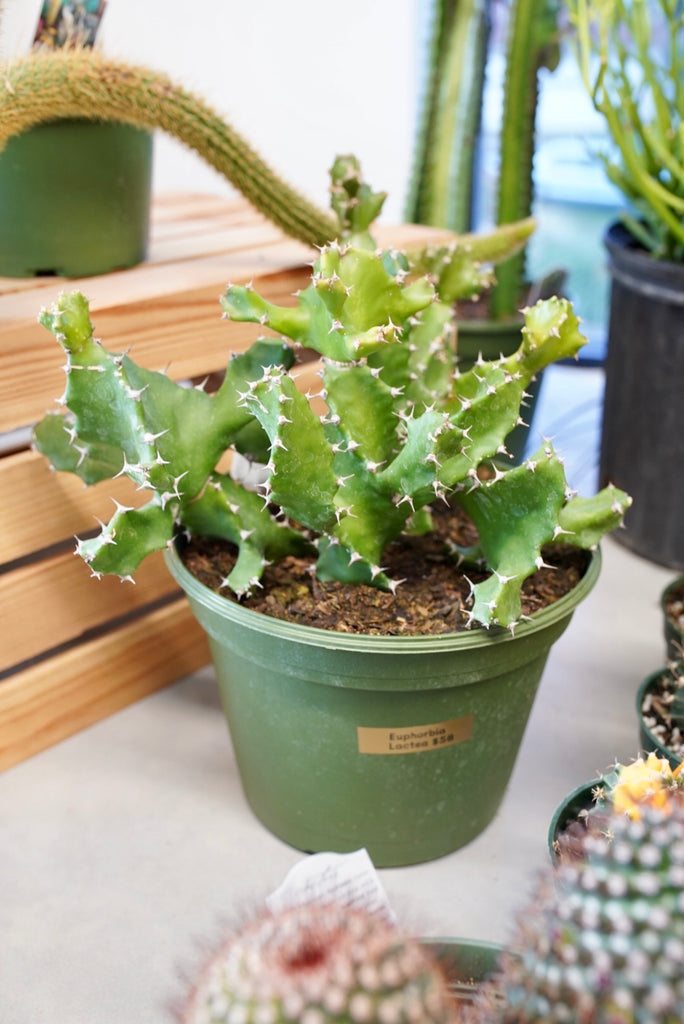 Euphorbia Lactea