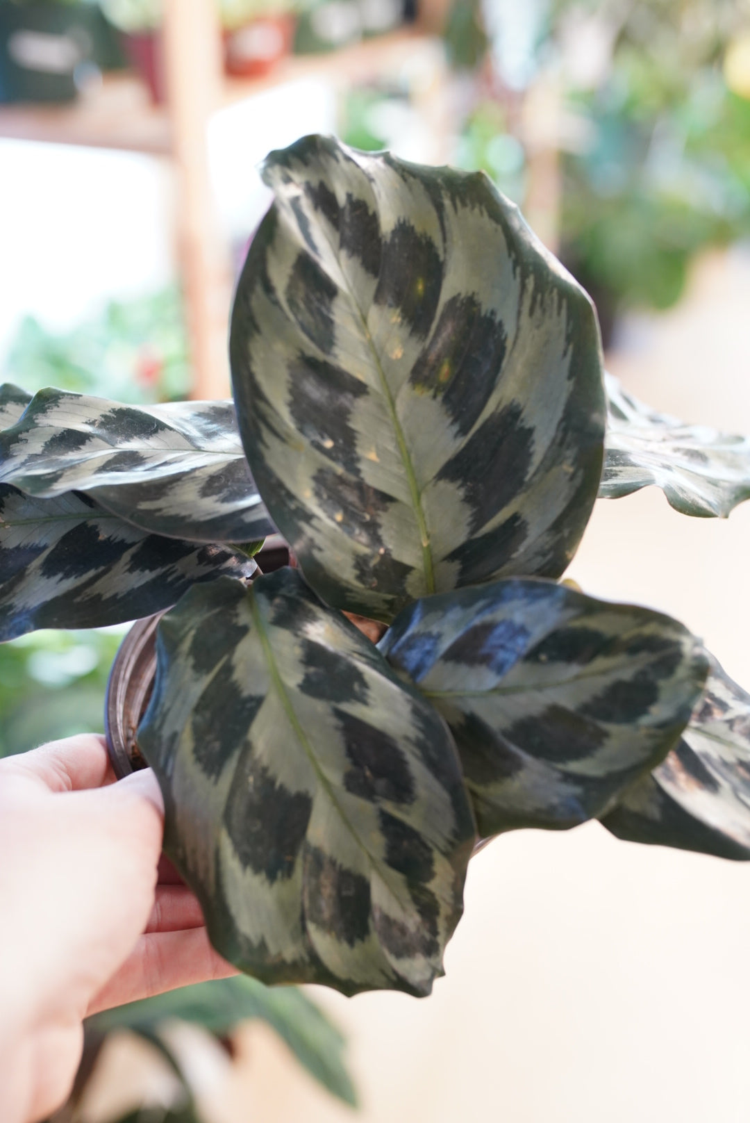 Calathea Helen Kennedy