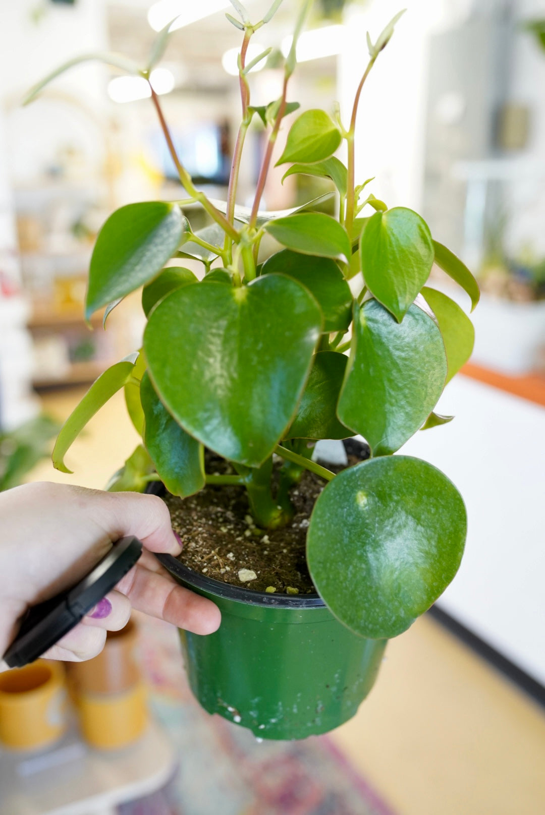 Raindrop Peperomia