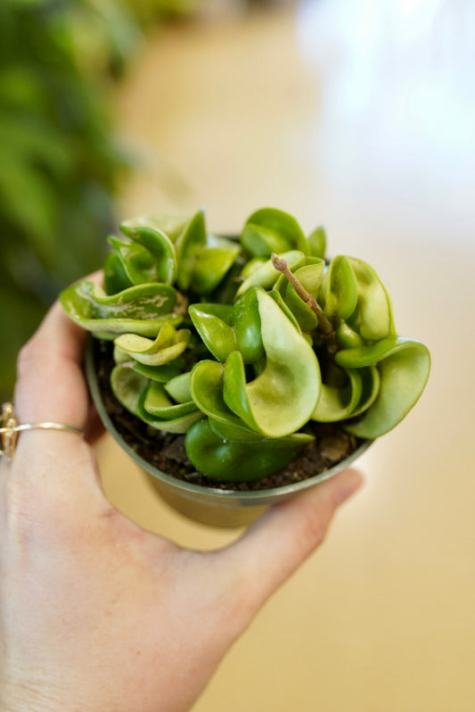 Hoya Hindu Rope 'Compacta'
