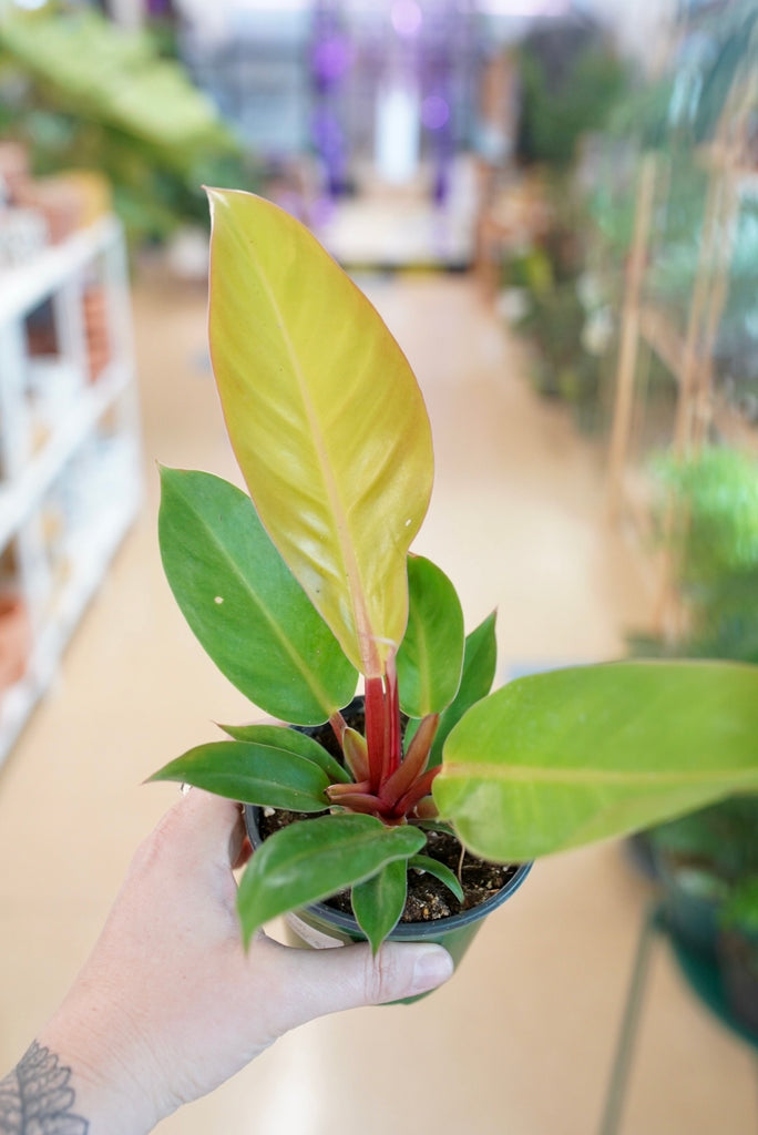 Philodendron 'McColley's Finale'