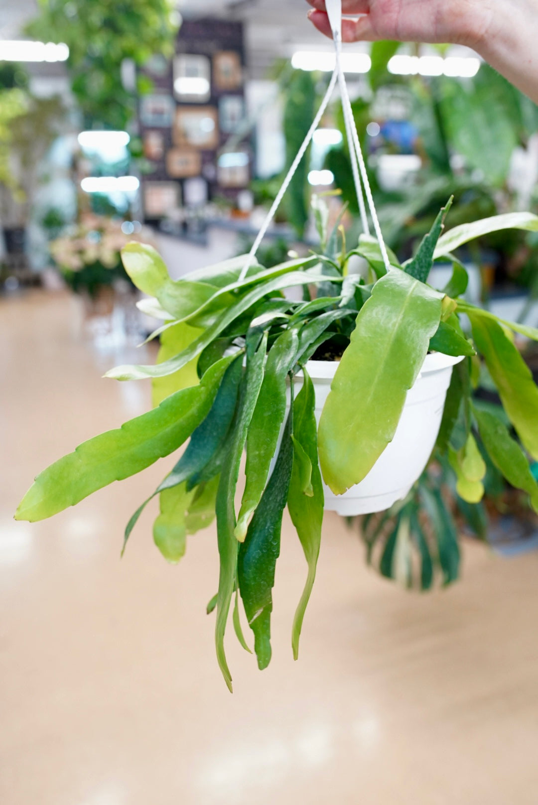 Epiphyllum ‘Night Blooming Cactus'