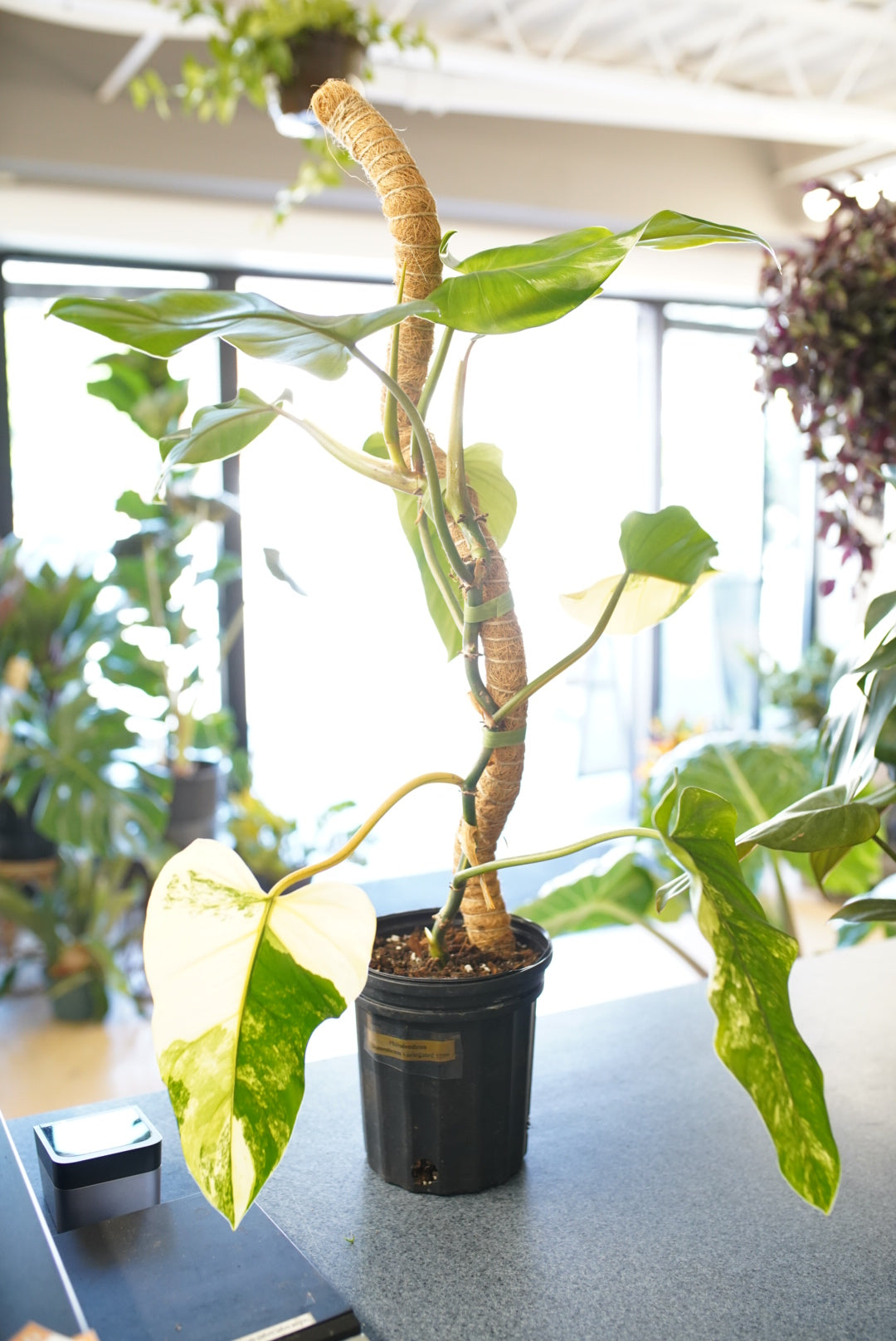 Highly hot variegated Philodendron domesticum