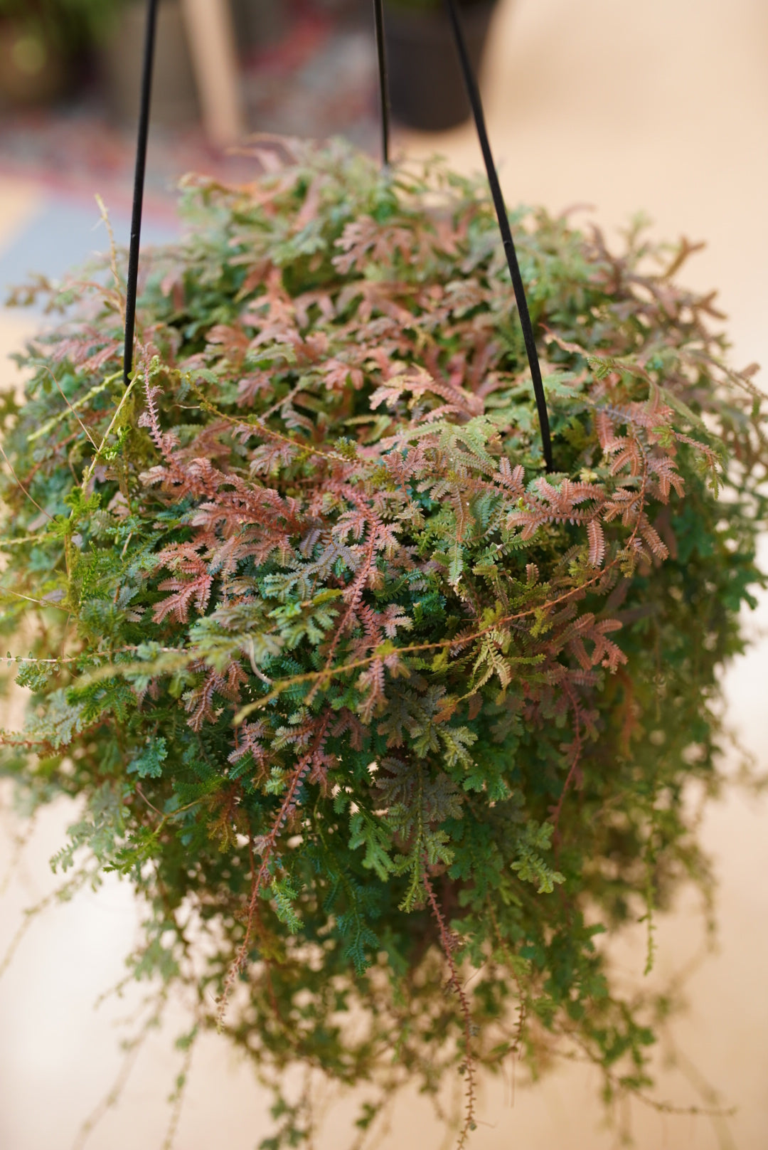 Peacock Fern 'Rainbow Moss' (Selaginella uncinata)