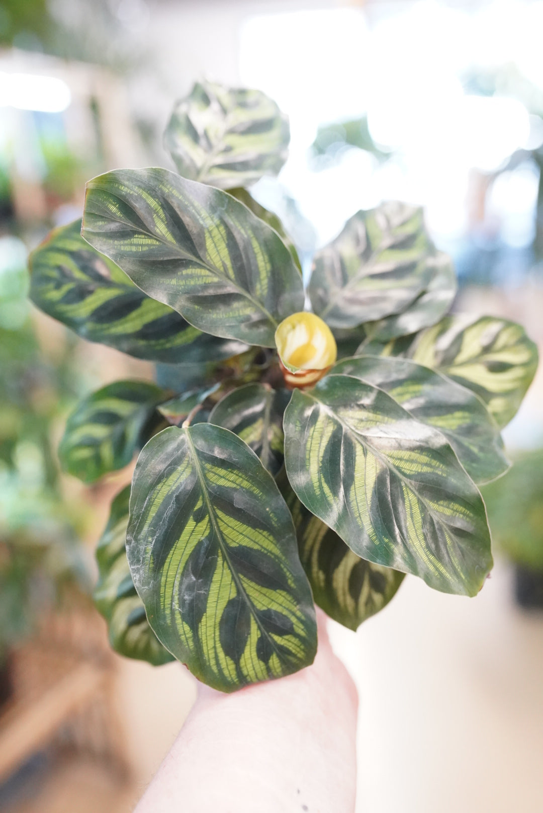 Calathea Makoyana (Peacock)