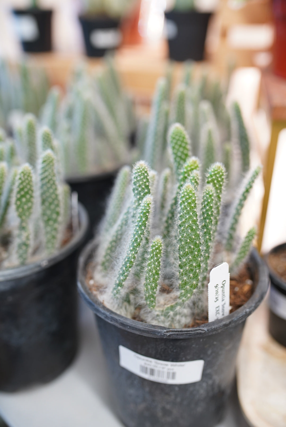 snowy prickly pear cactus Opuntia 'Snow White' – Ruby Flora Plant Shop