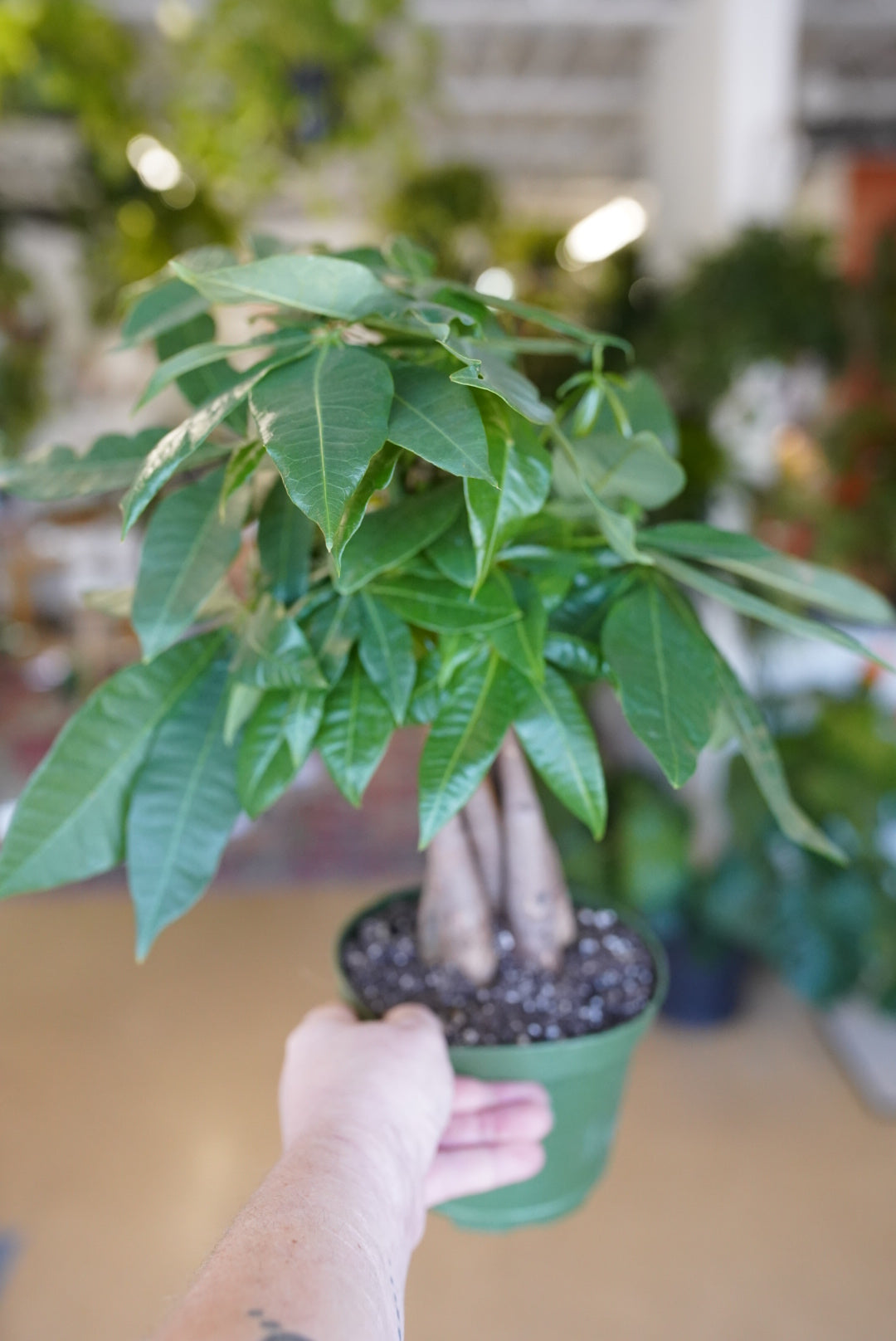 Money Tree (Pachira)