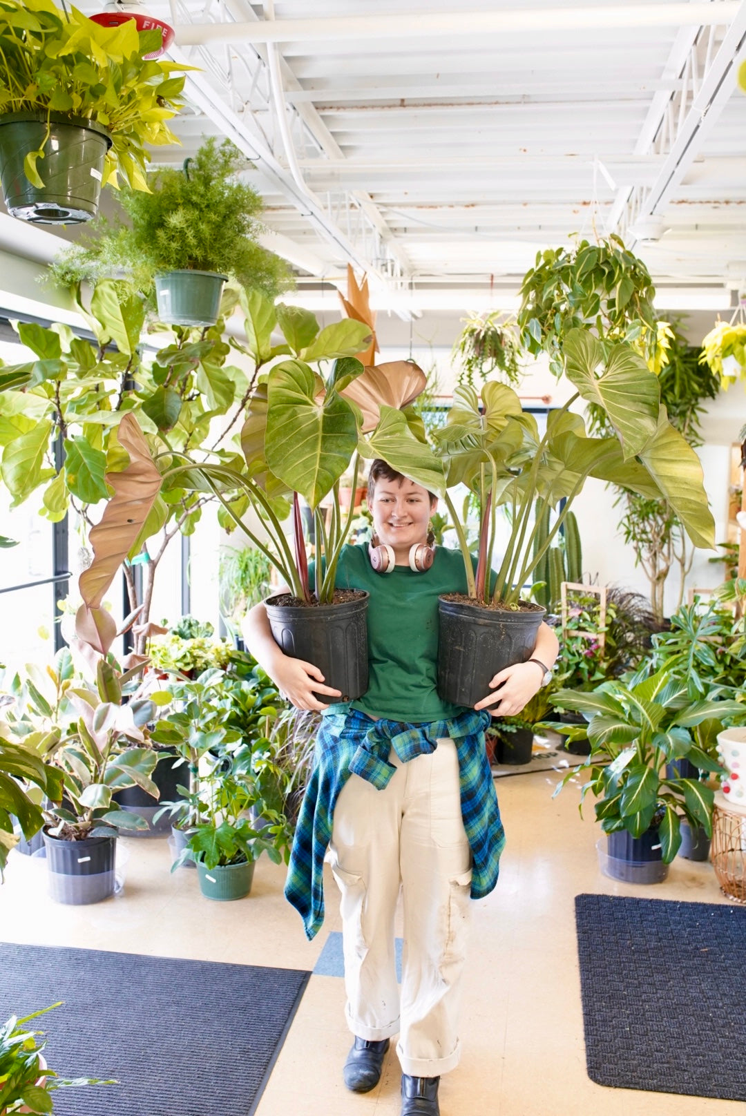 Philodendron Summer Glory