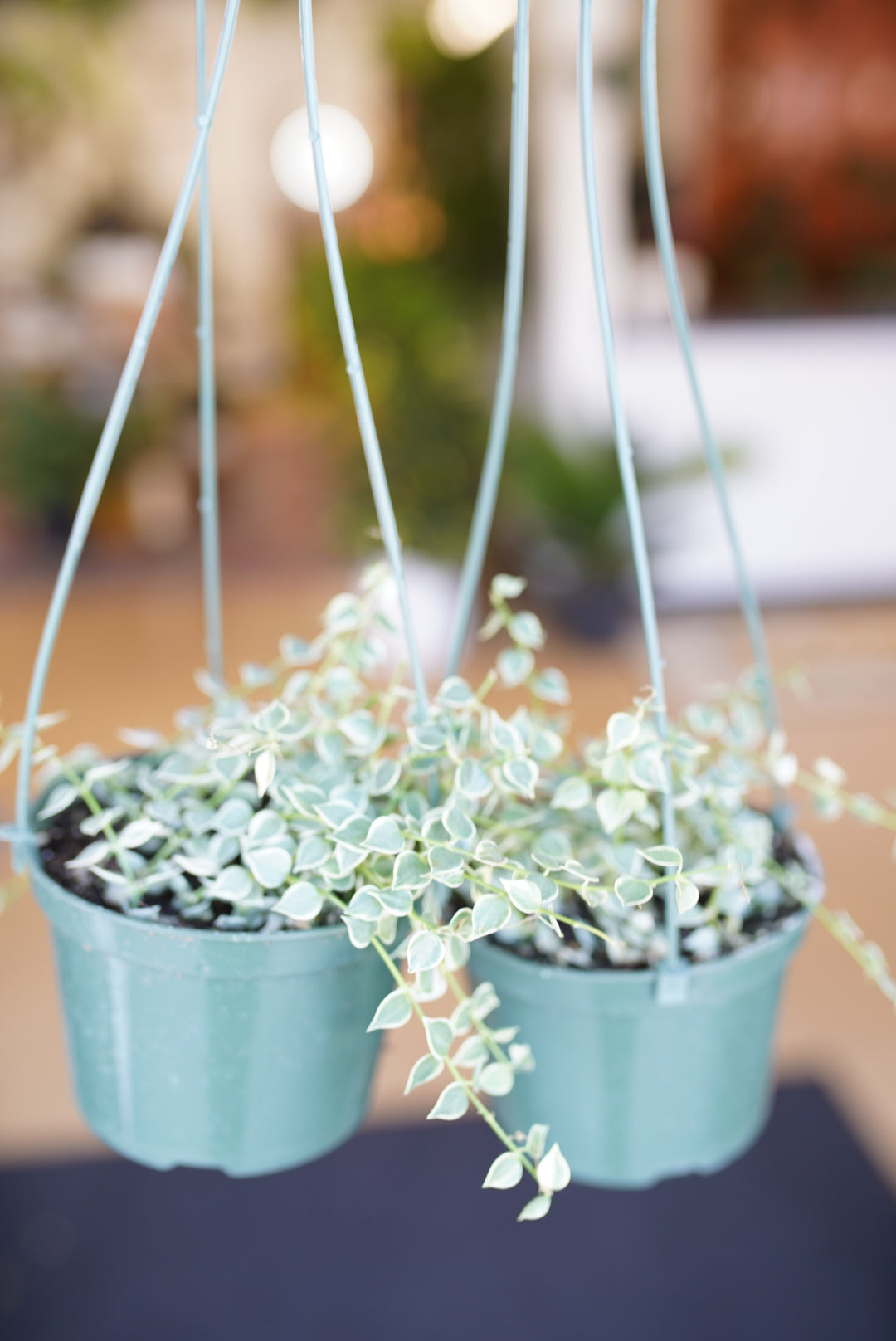 Dischidia Ruscifolia (Million Hearts)