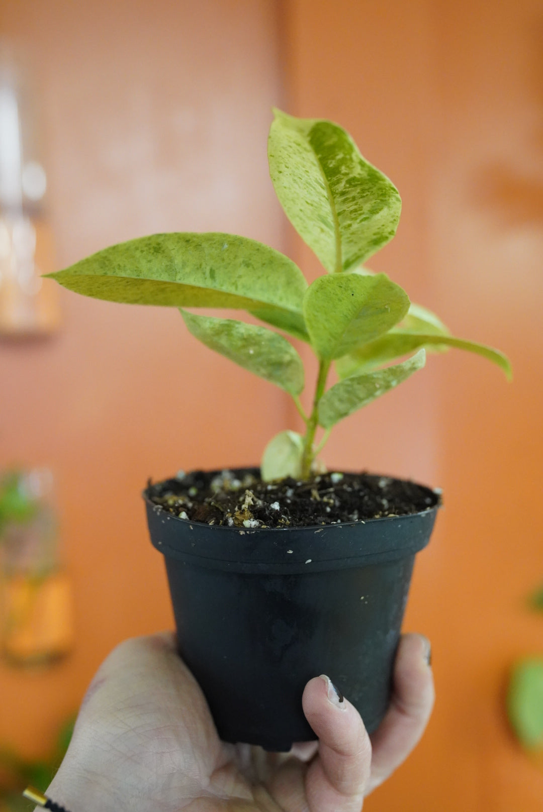 Ficus Moonshine Variegata "Shivereana"