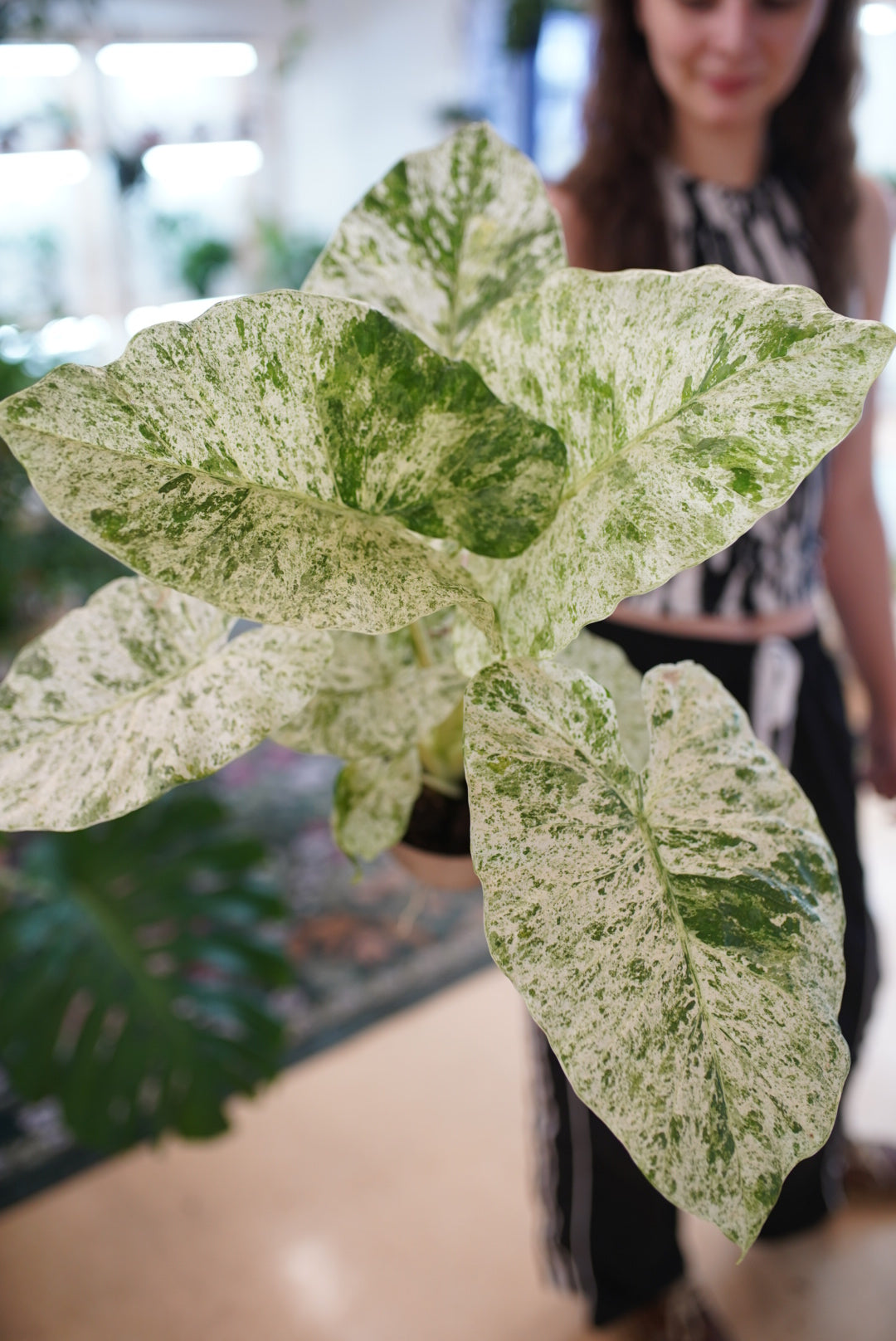 Alocasia 'Macrorrhizos Camouflage'