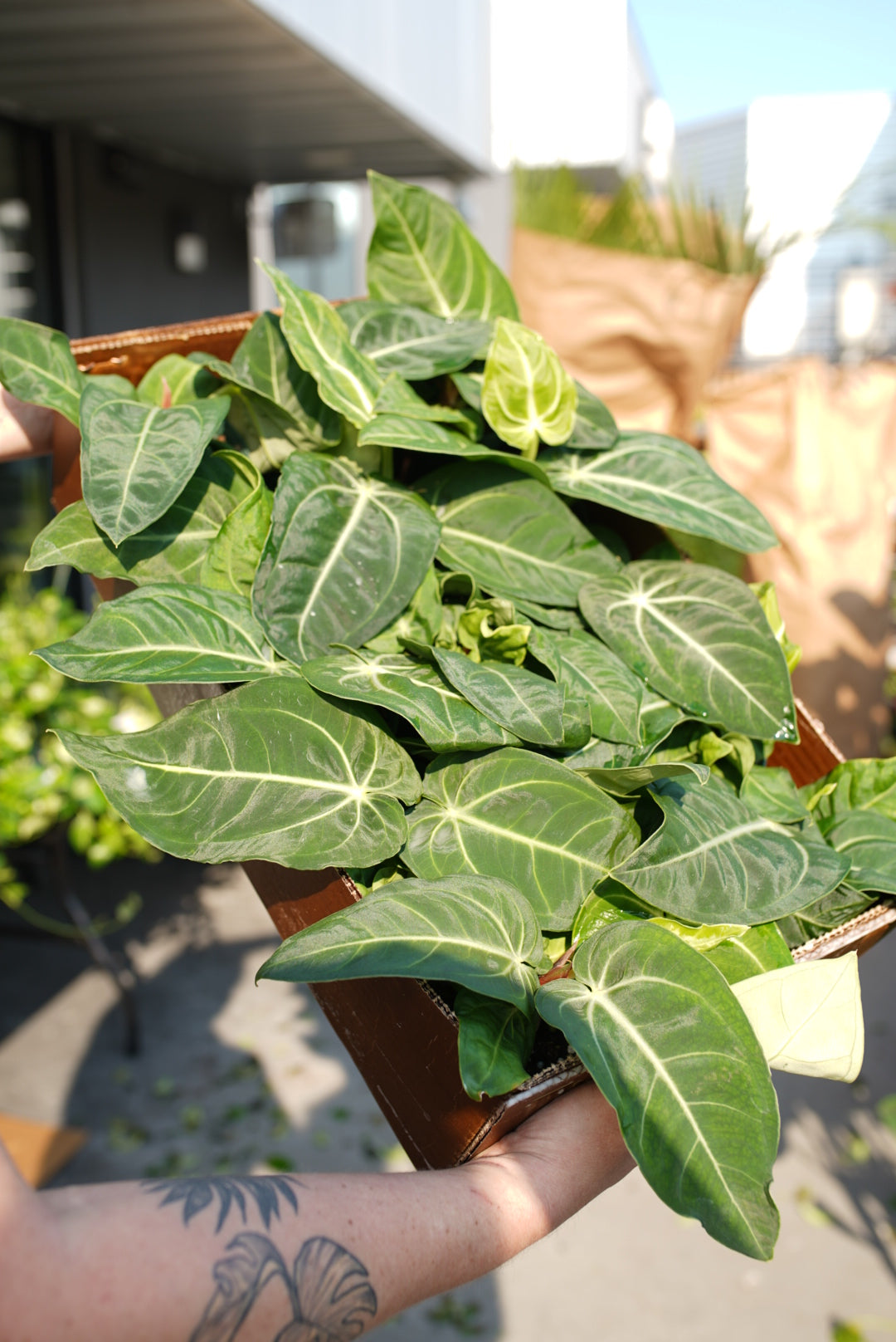 Anthurium Villenaorum croat.