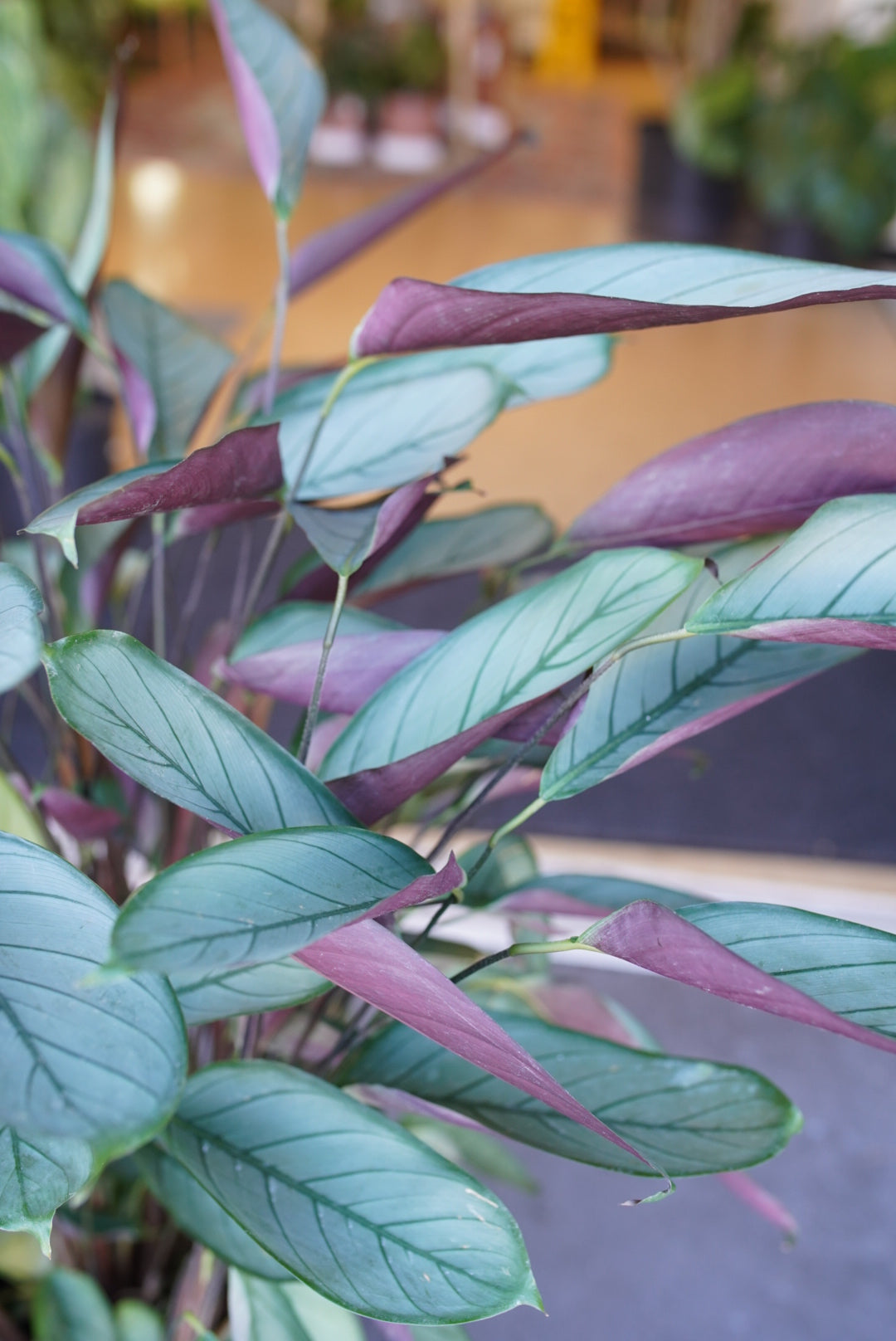 Calathea Exotica/Setosa