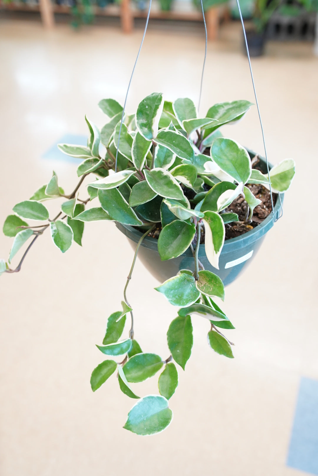 Hoya carnosa 'Krimson Queen'