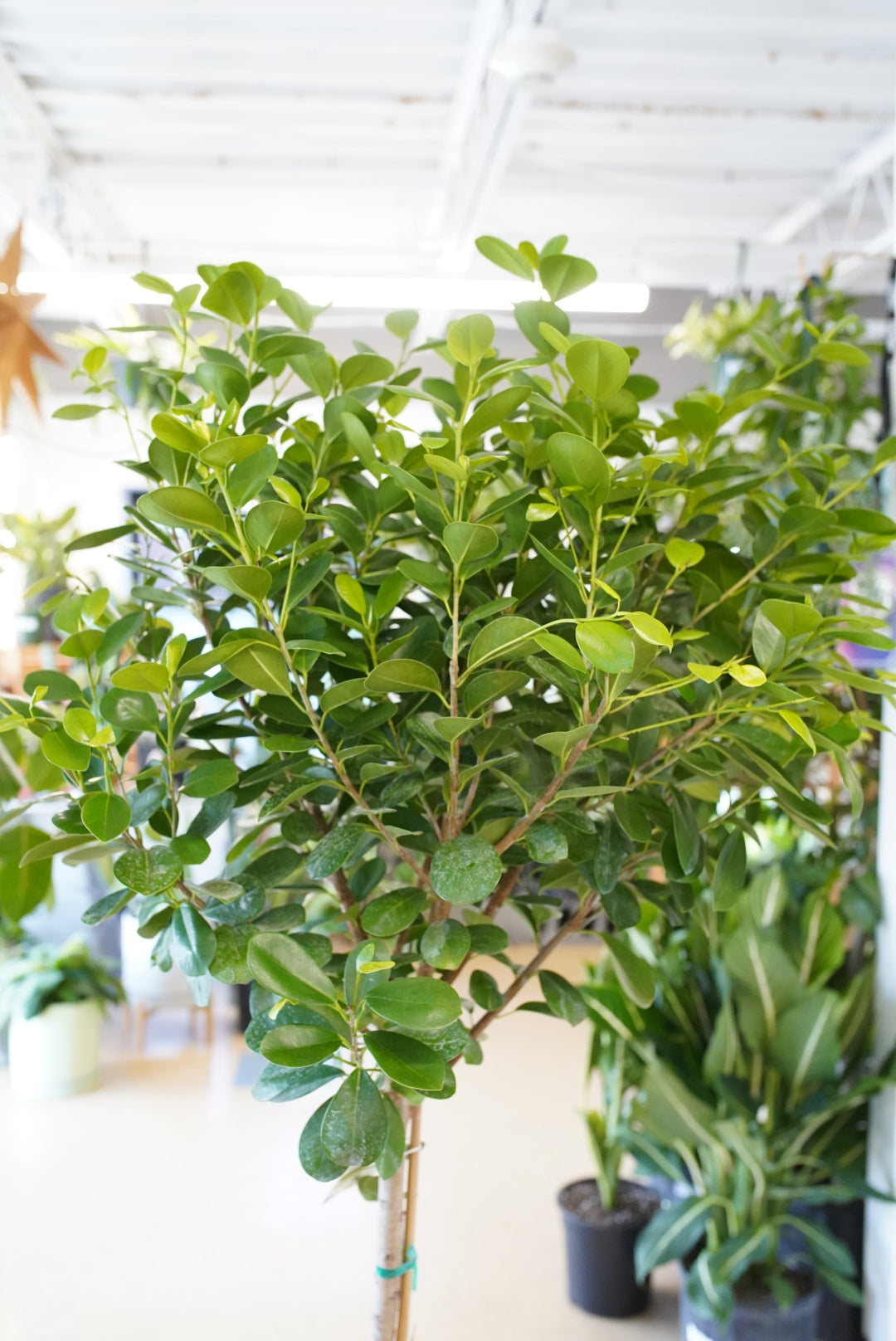 Ficus Moclame