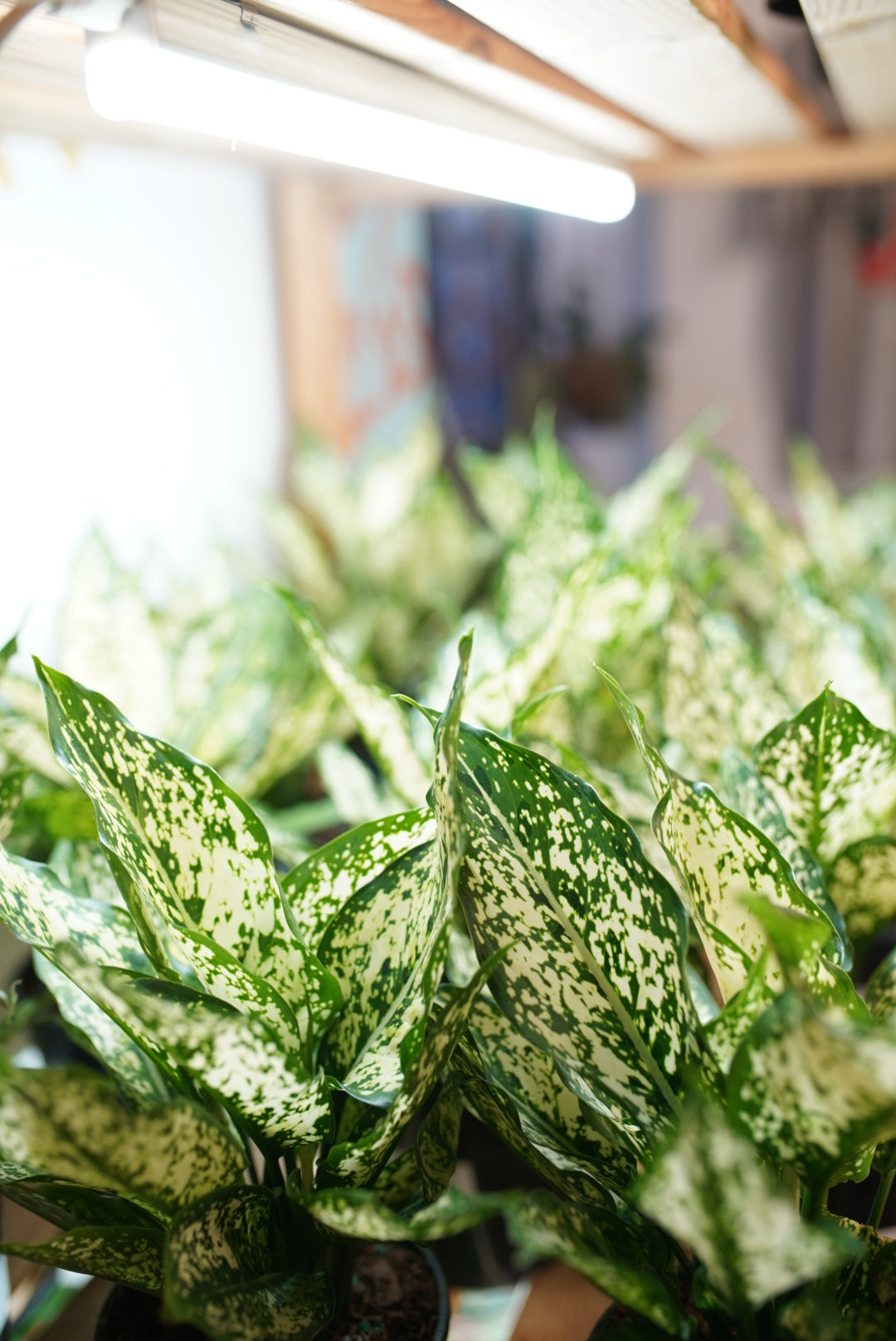 Aglaonema (Chinese Evergreen) 'Spring Snow'
